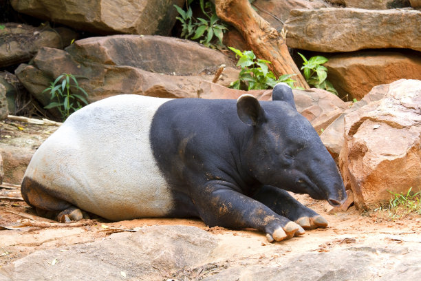 貘(但籼稻)图片下载