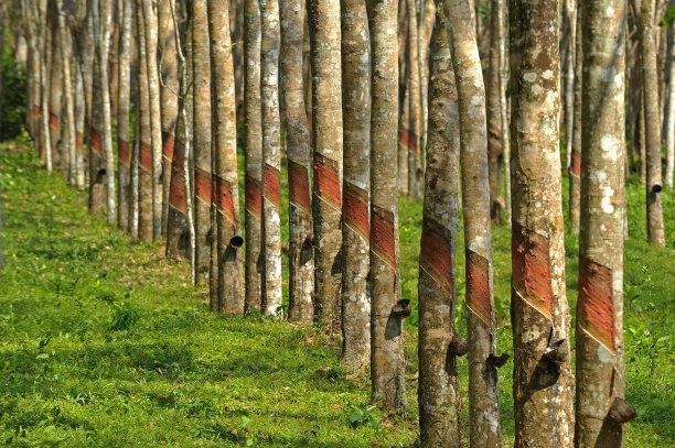 橡胶行图片下载