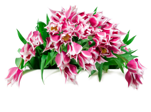 束郁金香图片下载