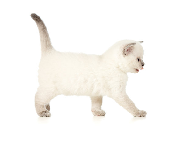 英国小猫侧视图孤立在白色图片下载