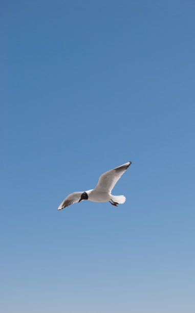 海鸥图片下载