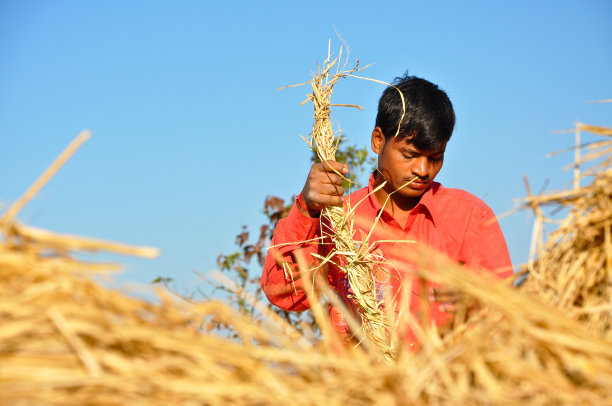 一个印度小男孩在稻田里干活图片下载