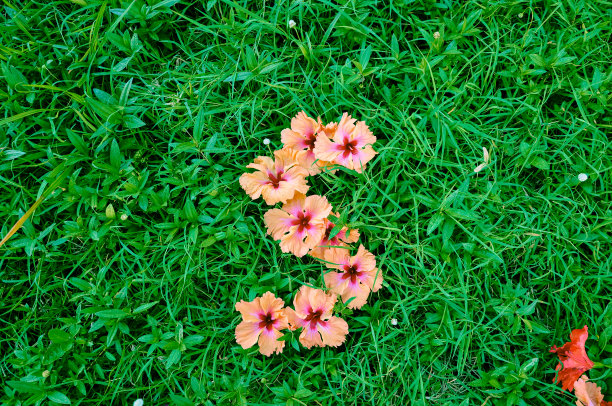 花卉字母表:字母S图片下载