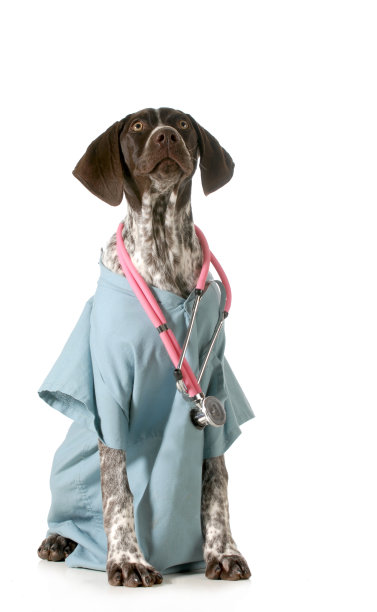 德国短毛猎狗兽医图片下载