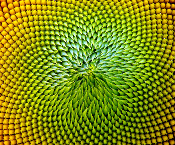 向日葵的宏图片下载