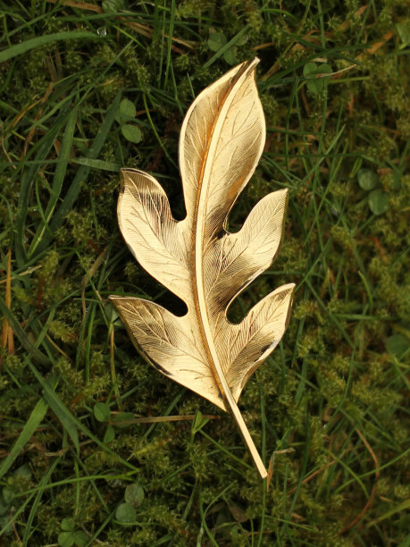 草地上的金叶图片下载