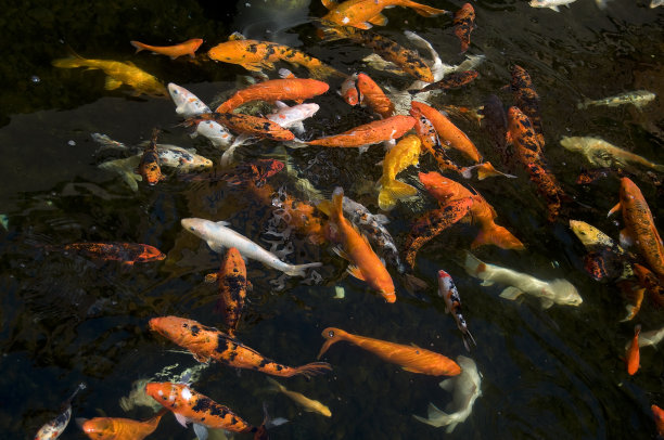金色的鱼图片下载