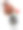 康乃馨图片下载