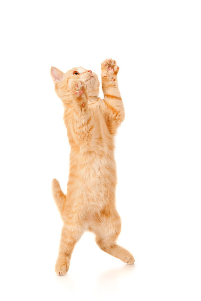 有趣的红发猫跳了起来图片下载