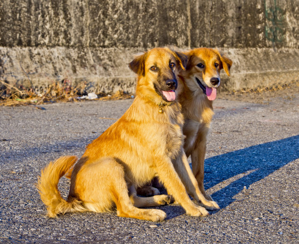 两只可爱的泰国流浪狗图片下载