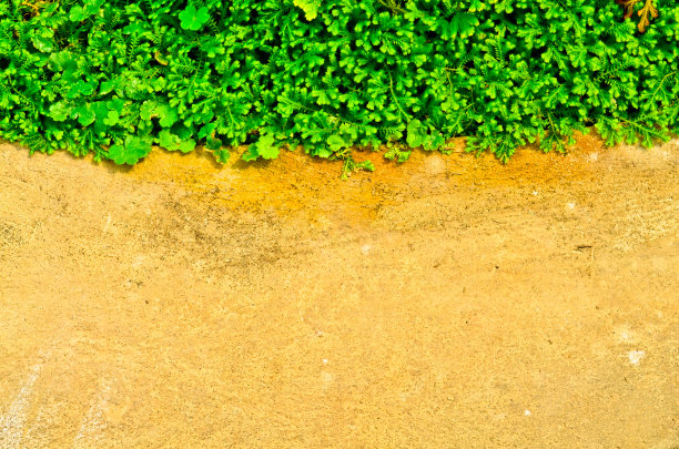 蕨叶背景图片下载