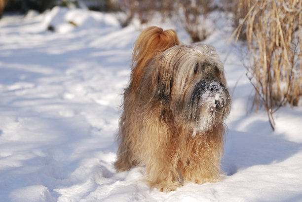 西藏梗男性图片下载