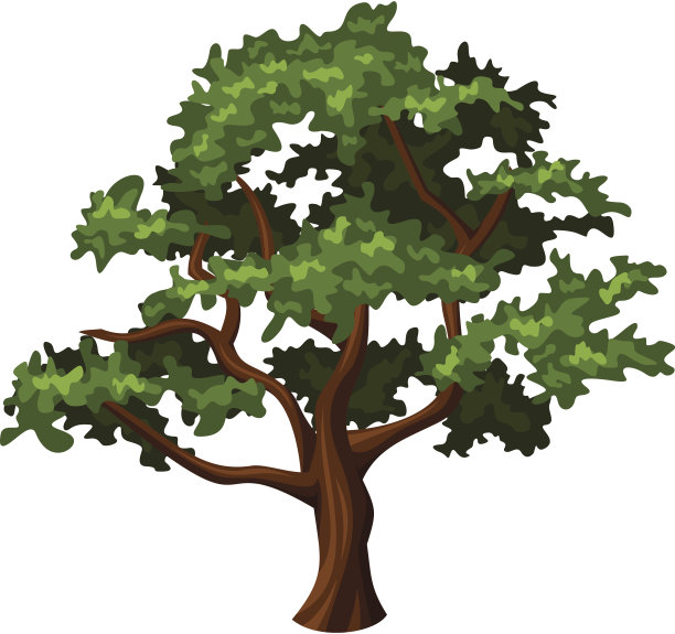 橡树。矢量插图。图片下载