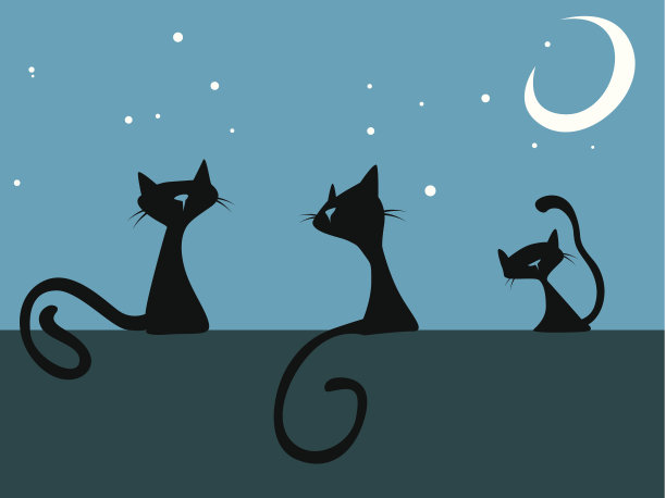 猫在晚上图片下载