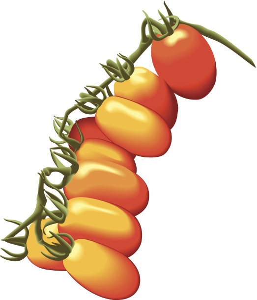 藤蔓上的小番茄。图片下载