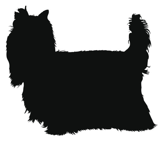 约克郡犬图片下载