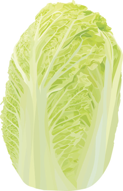 向量白菜图片下载