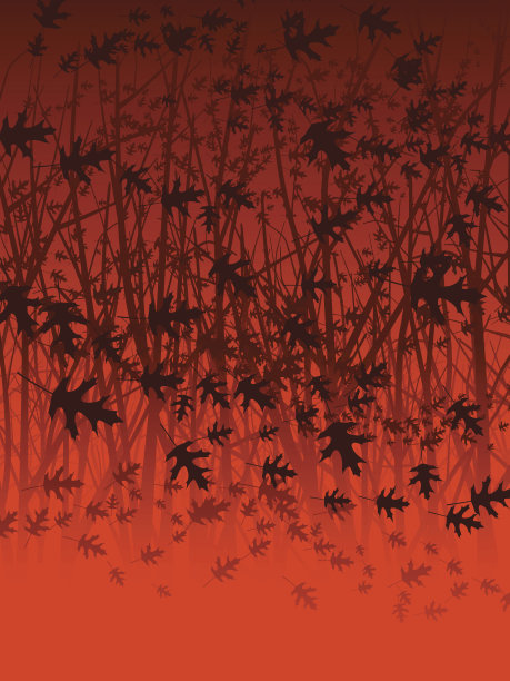 秋天的森林图片下载