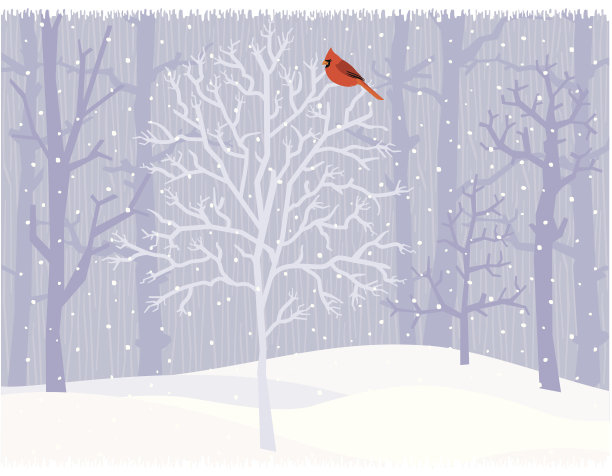 冬天的红衣主教图片下载