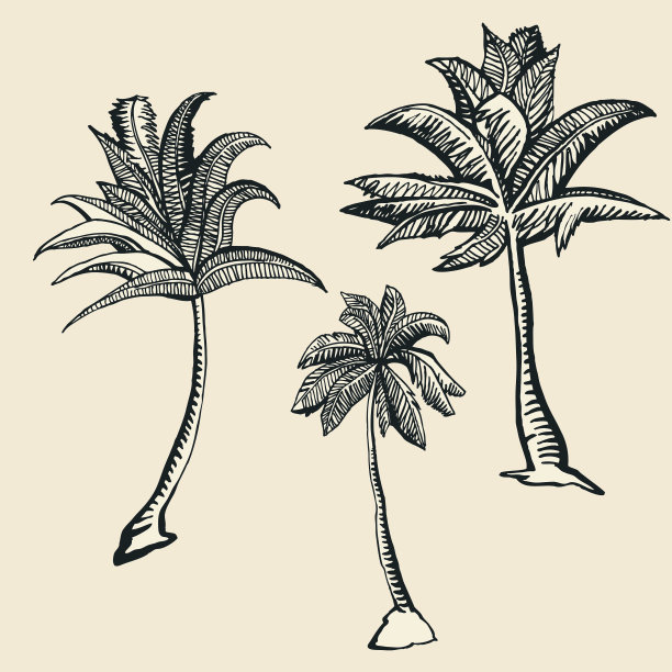 棕褐色背景上的三幅棕榈树素描图片下载