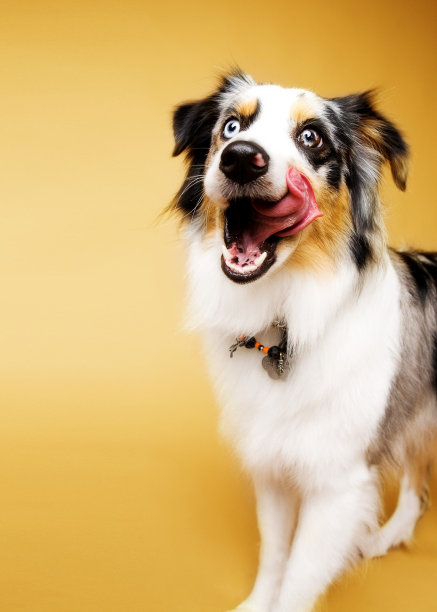 澳大利亚牧羊犬在黄色的背景舔嘴唇图片下载