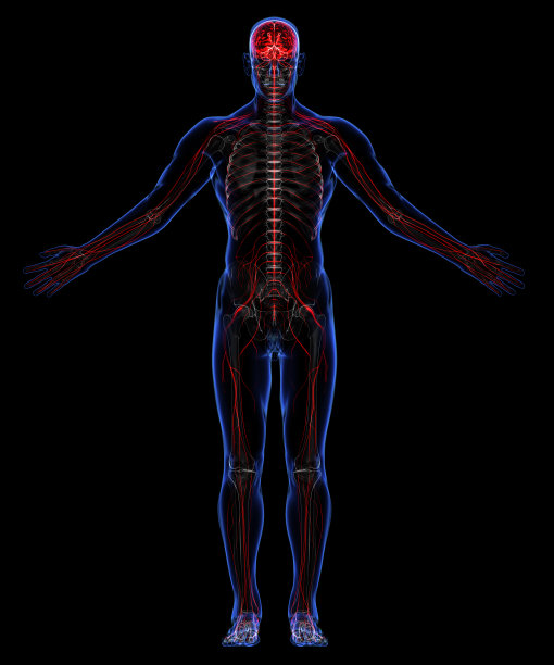 解剖学:皮肤、骨骼和神经图片下载
