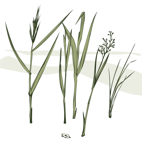 草的叶片图片下载