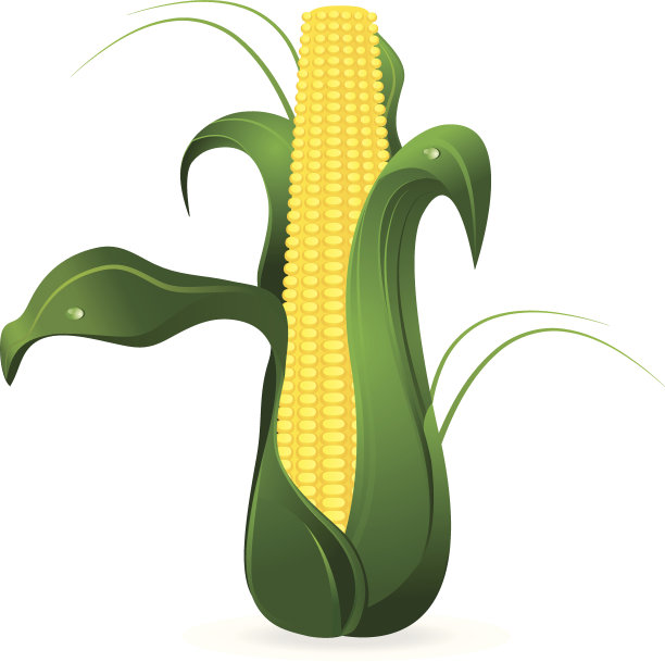 玉米素材图片
