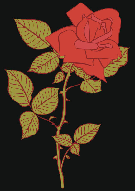 黑上红玫瑰图片下载