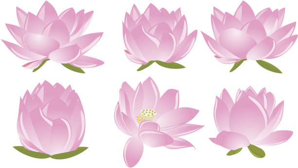 莲花(waterlily)素材图片