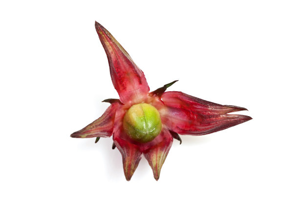 洛神葵图片下载