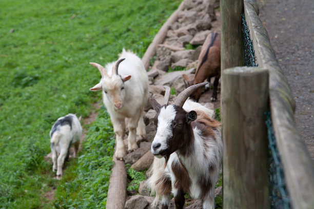 几只山羊图片下载