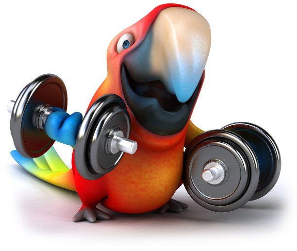 有趣的鹦鹉图片下载