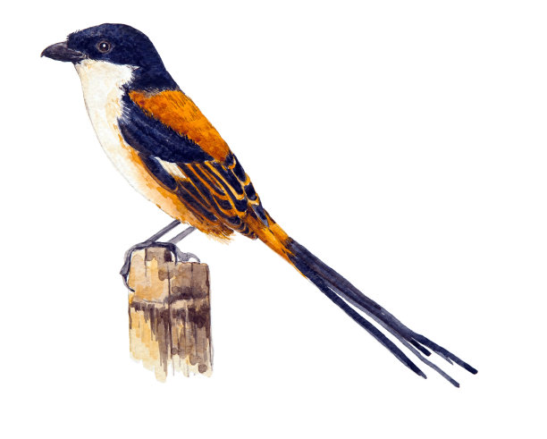 长尾伯劳鸟图片下载