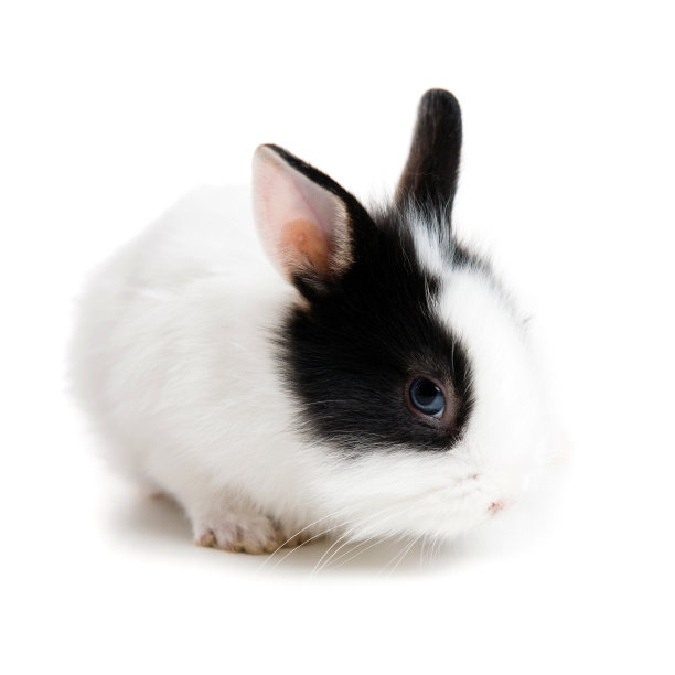 可爱的复活节兔子宝宝图片下载