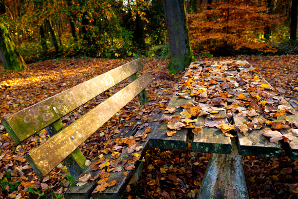 铺着黄叶的木桌图片下载