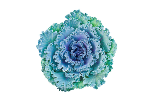 卷心菜花孤立在白色与修剪路径图片下载