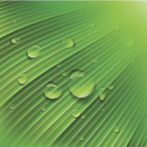 绿叶和水滴图片下载