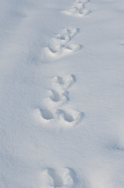 雪上有野兔的痕迹图片下载