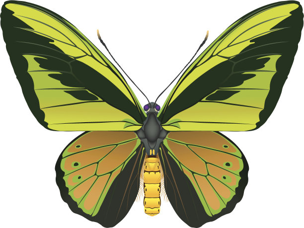 蝴蝶插画素材ID：105587608