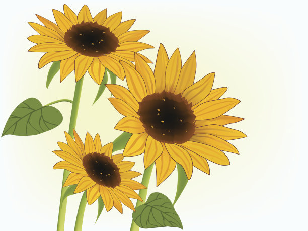 朝着太阳的向日葵图片下载