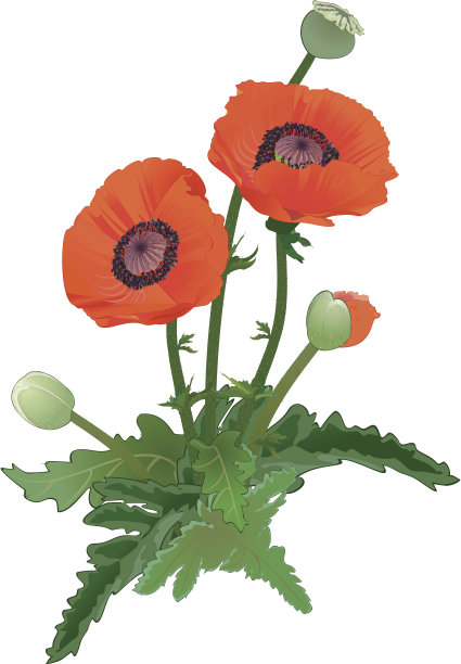 罂粟图片下载