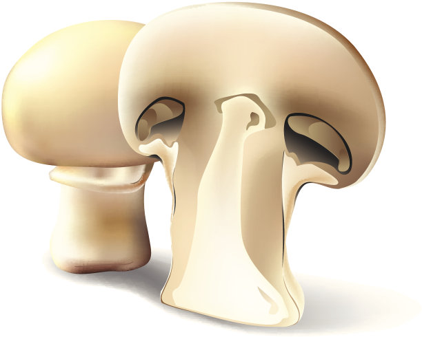 Portabello蘑菇图片下载