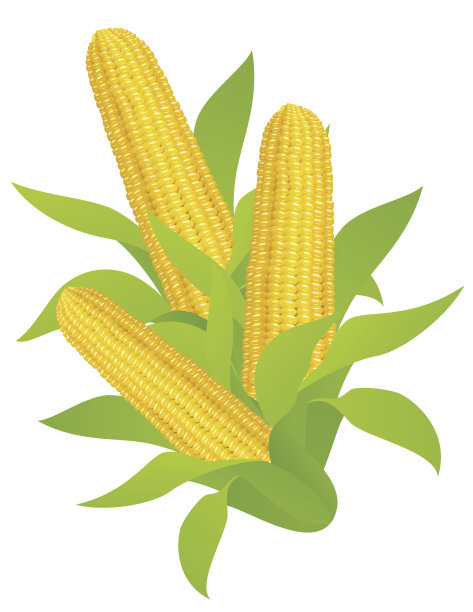 玉米耳朵素材图片