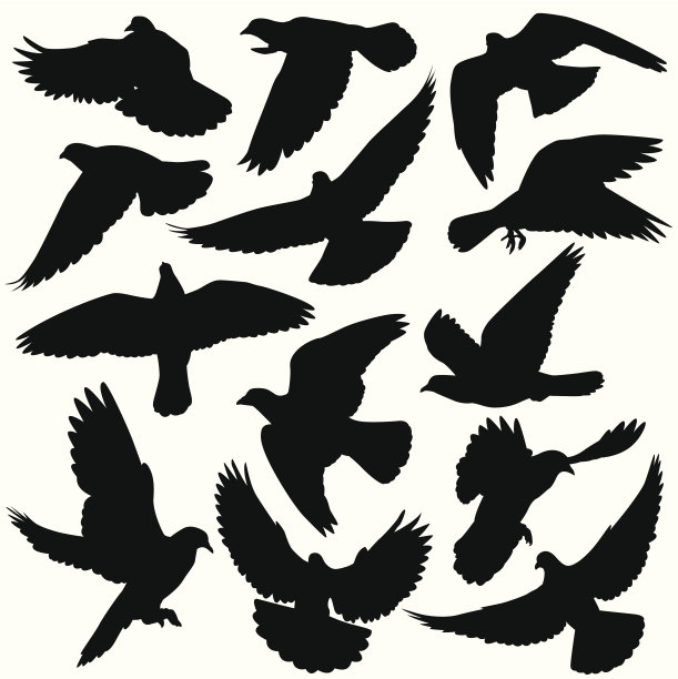 鸽子轮廓图片下载