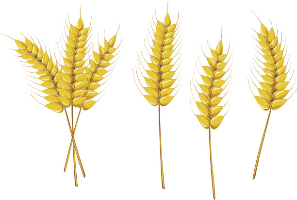 小麦的耳朵素材图片