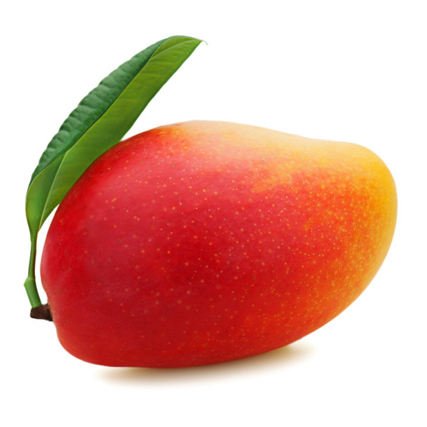 新鲜芒果果实孤立在白色背景图片下载