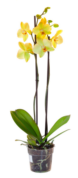 花盆里的黄色兰花。孤立在白色图片下载