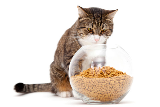 灰猫和干粮图片下载