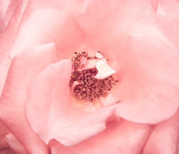 粉色玫瑰图片下载